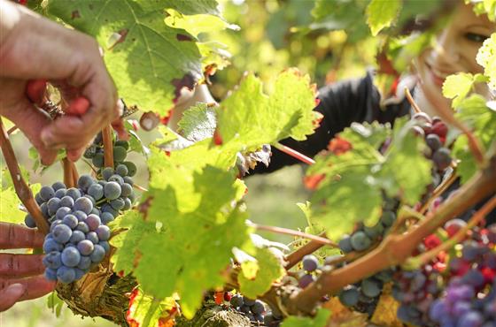 Vins et vignobles de Touraine proche du Camping Loire et Châteaux à Bréhémont en Indre et Loire proche de Tours et Saumur, près des châteaux de La Loire