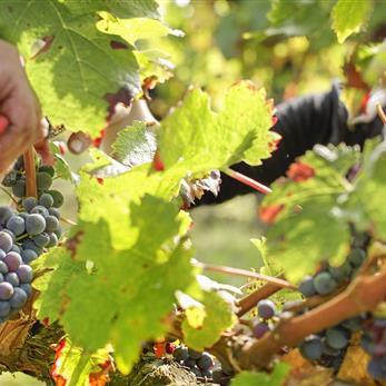 Vins et vignobles de Touraine proche du Camping Loire et Châteaux à Bréhémont en Indre et Loire proche de Tours et Saumur, près des châteaux de La Loire