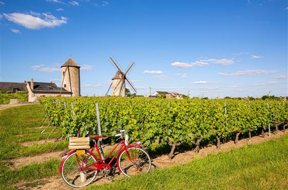 Loire à Vélo et Vignoble